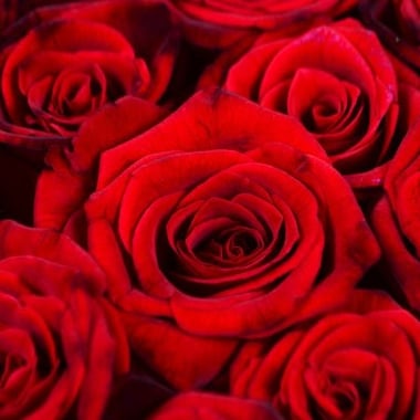 Сердце из роз (145 роз) Гвелф
