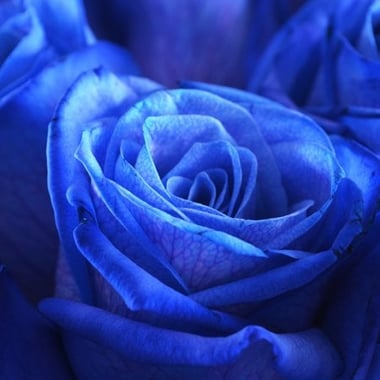 Meta - Синие розы Фаннрем