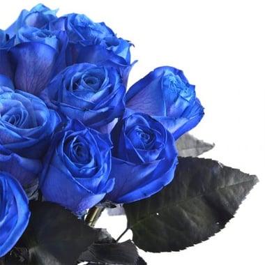 Meta - Синие розы Берген-оп-Зом