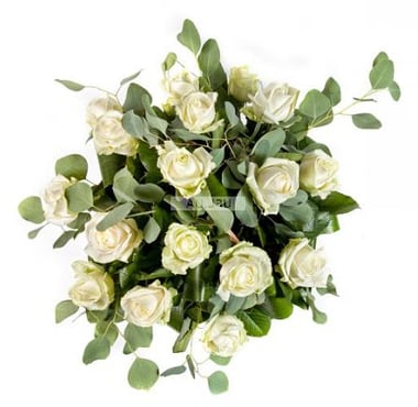 Цветы поштучно белые розы Берлингтон (США)