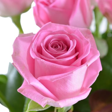 Цветы поштучно розовые розы Санднес