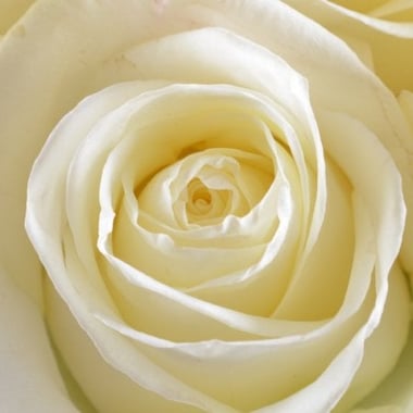 Белый шелк 25 роз signature Кусары