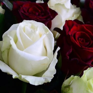 101 красно-белая роза Пеша