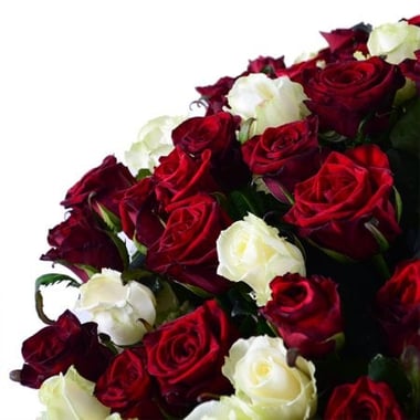 101 красно-белая роза Пеша