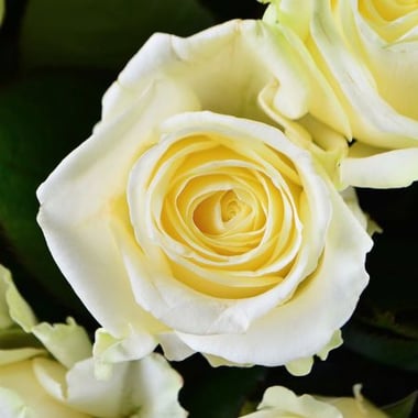 101 белая роза Мамаевцы