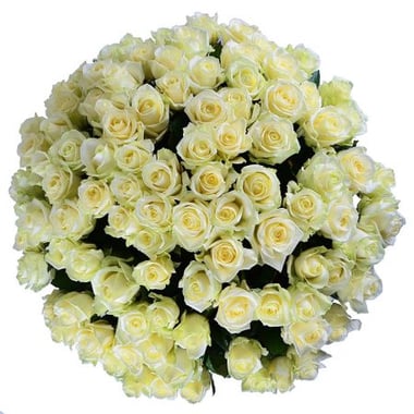 101 белая роза Упплэндс Васби