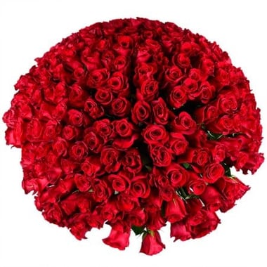 Огромный букет роз 301 роза Берген-оп-Зом