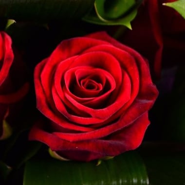 Букет 11 красных роз Упплэндс Васби