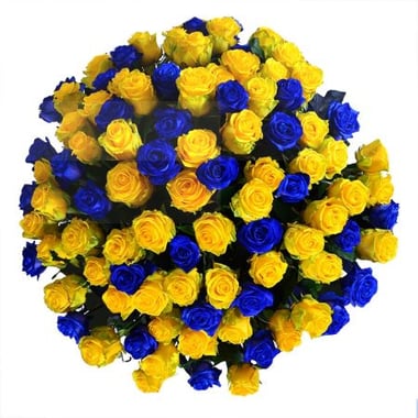 101 желто-синяя роза Брест (Беларусь)