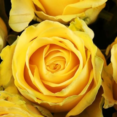 111 желтых роз Фаннрем
