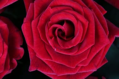 101 роза Камбрильс