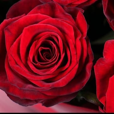 11 роз - доставка цветов Любек