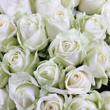 Букет 101 белая роза Кусары