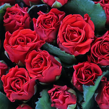 101 красная роза Эль-Торо Фрунзовка