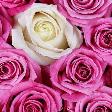 Розовые розы в коробке Берген-оп-Зом