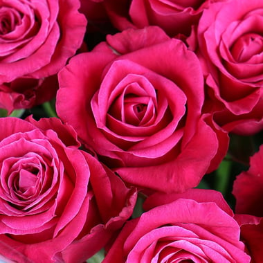 15 малиновых роз Берген-оп-Зом