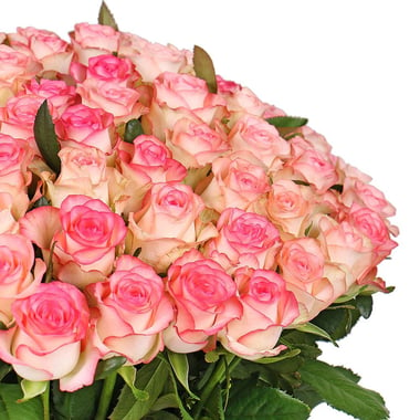 101 бело-розовая роза Шишаки