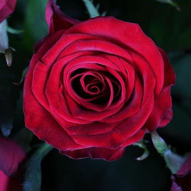 101 импортная красная роза Гвардейское