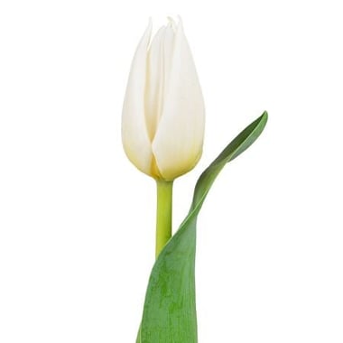 White tulips by the piece Kiev