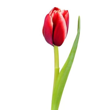Red tulips by the piece Kiev