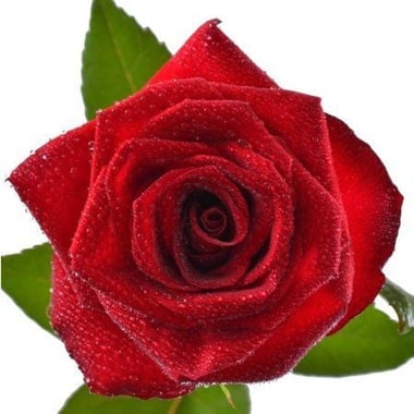 Цветы поштучно красные розы 60 см Украинка