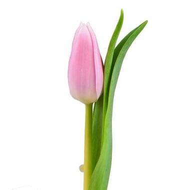 Pink tulips by the piece Kiev