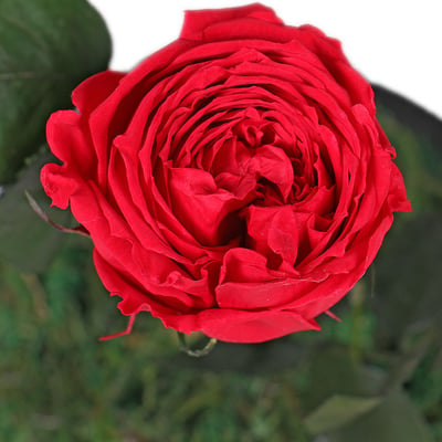 Стабилизированная красная роза в колбе Здолбица