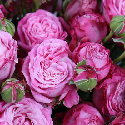 Розовые кустовые розы в коробке Киверцы