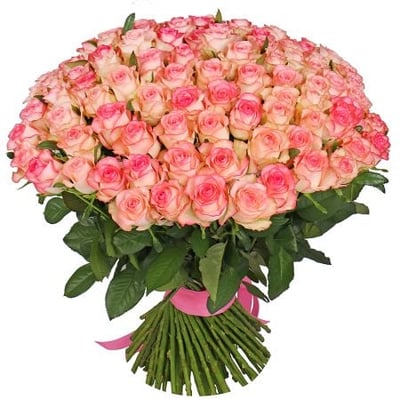 101 бело-розовая роза Острица