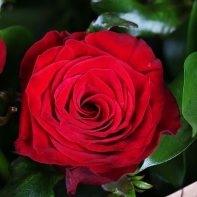 7 красных роз - Признание Одинцово
