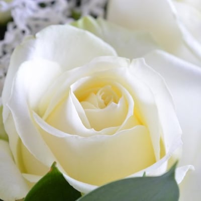 15 белых роз Белоснежка Шишаки
