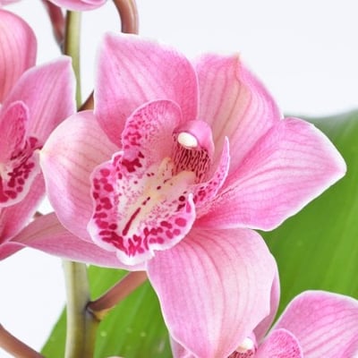 Приключение Орхидей Караганда