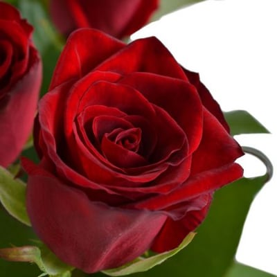 19 красных роз Фаэтано