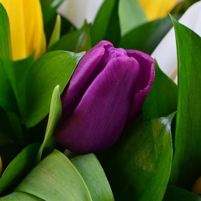  35 tulips Kiev
