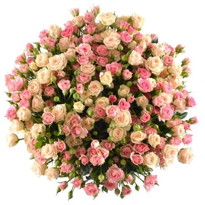 51 кустовая роза Новосибирск