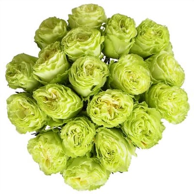 Лесная Нимфа 19 салатовых роз Пьяченца