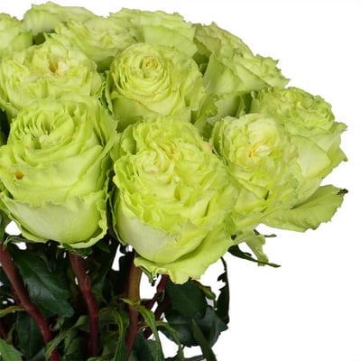Лесная Нимфа 19 салатовых роз Тандер-Бей