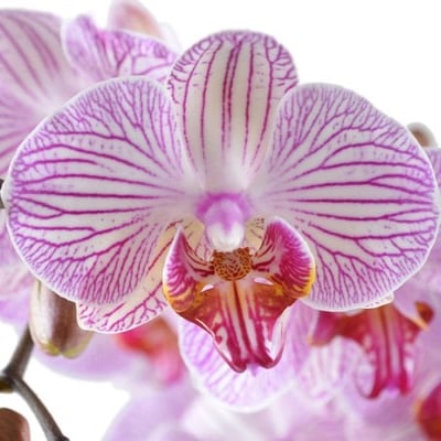 Розово-белая орхидея Днепр