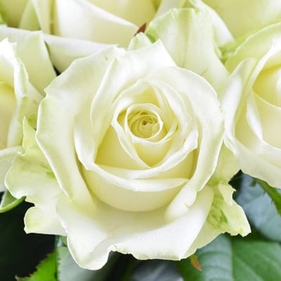 Бриллиант - Бизнес букет - Розы белые 25 шт Вайлдвуд