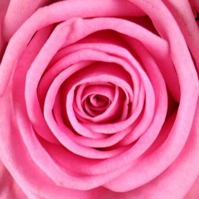 Быть с тобой 25 розовых роз Истон