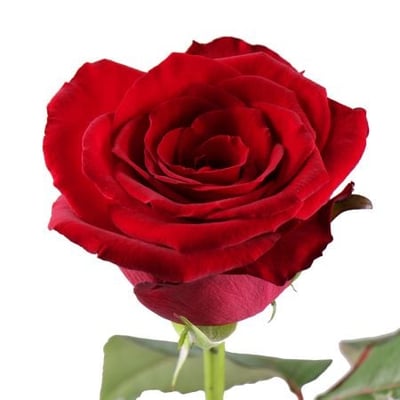 Поштучно красные розы 70 cм Дармштадт