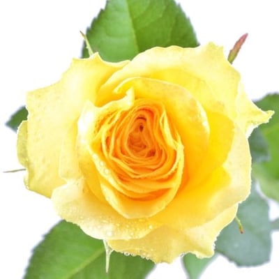 Цветы поштучно желтые розы Бровары
