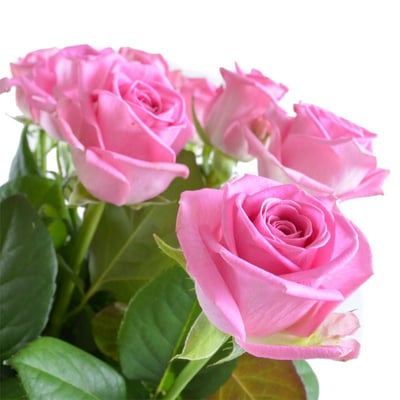 Цветы поштучно розовые розы Висбаден