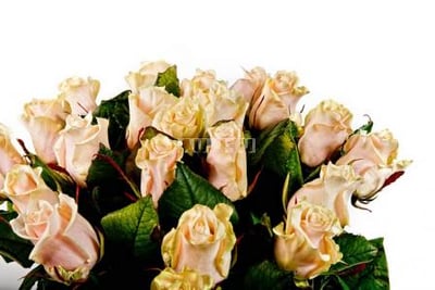 Cream roses by the piece Kiev