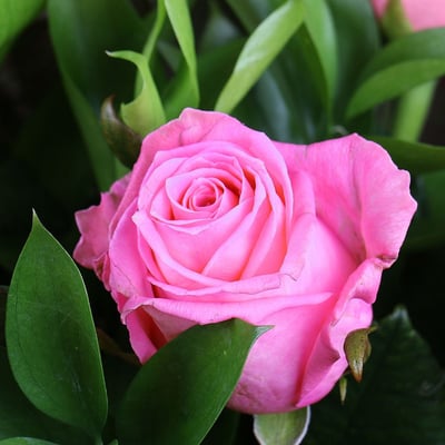 Букет 7 розовых роз Оберхаузен