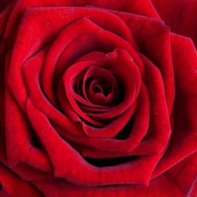 11 красных роз 70см Вестерос