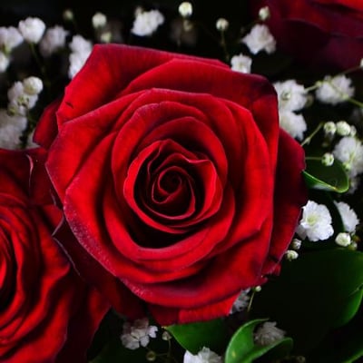 Розы + гипсофила Белосток
