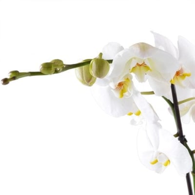 Белая орхидея Прилуки