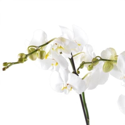 Белая орхидея Прилуки