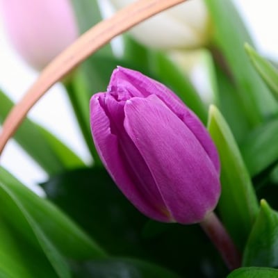 Весенний рассвет 25 тюльпанов в корзине Винница